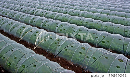 野菜のトンネル栽培 29849241
