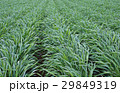 麦畑 29849319