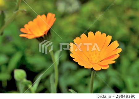 ヒメキンセンカ 29849390