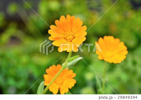 ヒメキンセンカ 29849394