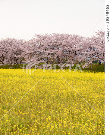 菜の花と桜 菜の花と桜 29849468