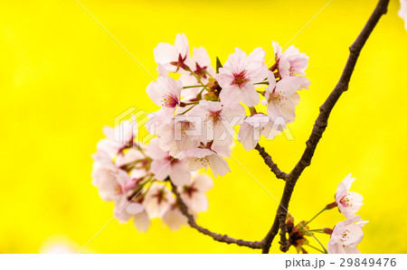 菜の花と桜 29849476