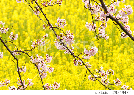 菜の花と桜 菜の花と桜 29849481