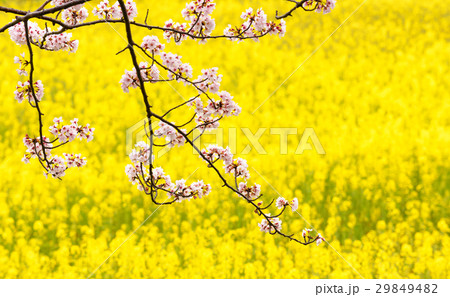 菜の花と桜 29849482