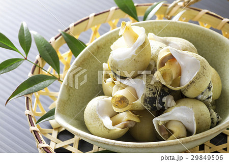 バイ貝の塩茹で7 29849506