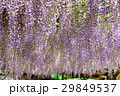 千財農園藤の花  宇佐市 29849537