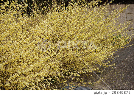 ヒユガミズキ　03 29849875