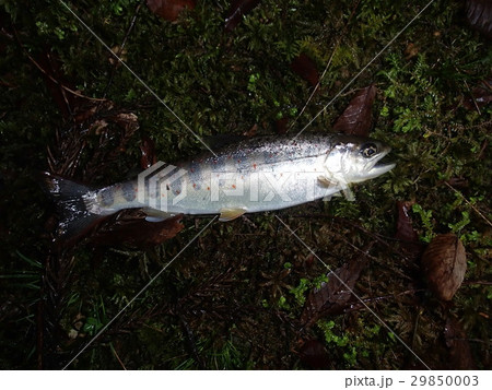 里山 里山 29850003