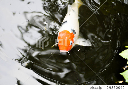 carp in the pond 29850042