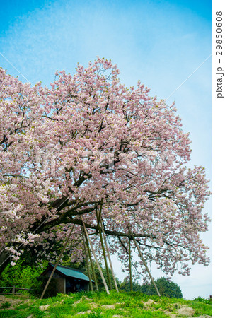 納戸料の100年桜 29850608