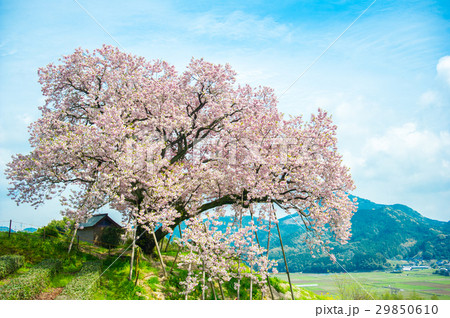 納戸料の100年桜 29850610