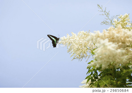 アオスジアゲハ アオスジアゲハ 29850684