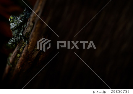 Ninja frog hiding back dark dry wood 29850755