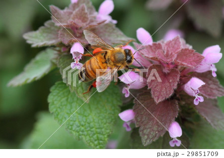 ヒメオドリコソウとミツバチ ヒメオドリコソウとミツバチ 29851709