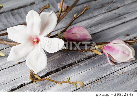 flowers magnolia on wood table. Magnolia stellata flowers magnolia on wood table. Magnolia stellata 29852348