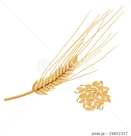Wheat germ, nutritious kernel. Germinated grains 29852357