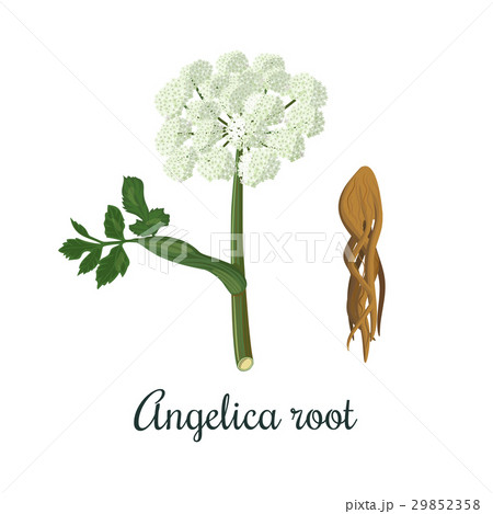Angelica sinensis, archangelica or dong quai 29852358