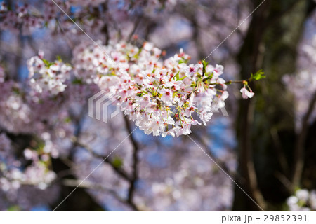 桜の散りはじめ 桜の散りはじめ 29852391
