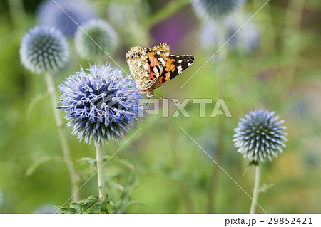 ヒメアカタテハ ヒメアカタテハ 29852421