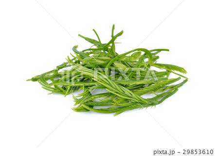 fresh Climbing Wattle, Acacia, Cha-om on white 29853610