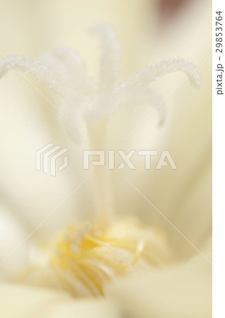 Cactus flower fragment 29853764