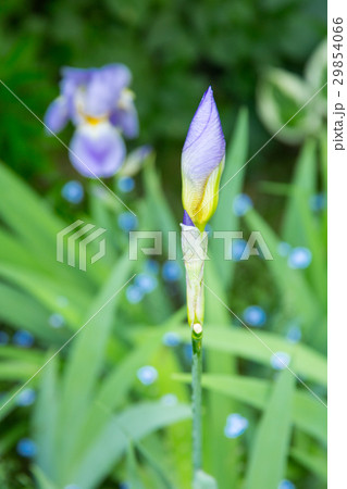 Blue Iris flower bud in the garden 29854066