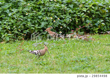 ヤツガシラ 29854498