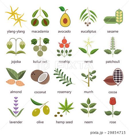 Set of herbs and plants color flat icons used in 29854715