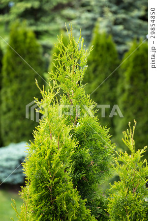 Green thuja tree in spring. Nature garden photogra Green thuja tree in spring. Nature garden photogra 29854850