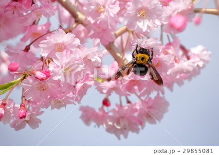 しだれ桜にクマバチ 29855081