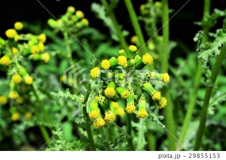 ノボロギク ノボロギク 29855153