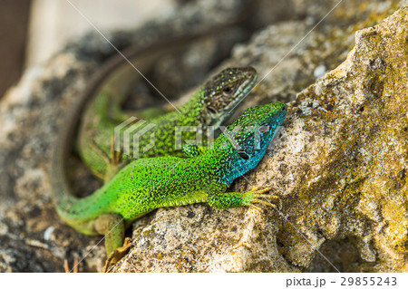 Two green emerald glossy geckos lizards on a rock 29855243
