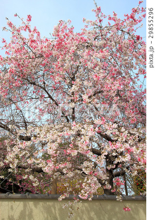 満開の垂れ桜 満開の垂れ桜 29855296