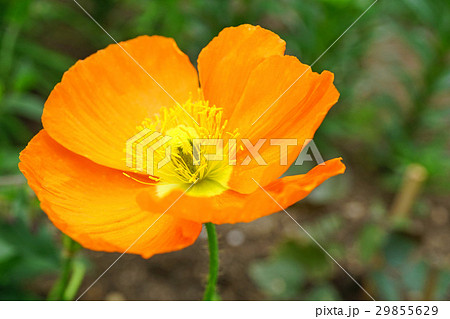 可憐なアイスランドポピー 29855629