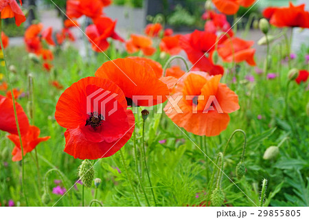 可憐なオリエンタルポピー 29855805