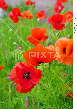 可憐なオリエンタルポピー 29855806
