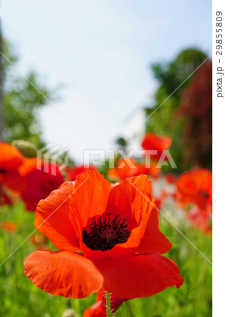 可憐なオリエンタルポピー 29855809