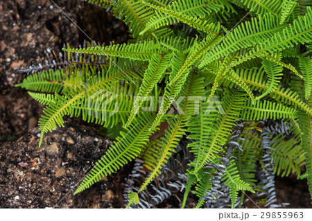 Ferns in rain forest Ferns in rain forest 29855963