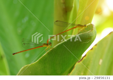 Mini Dragonflies in the morning. 29856131