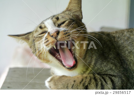 Bengal cat is yawn. Bengal cat is yawn. 29856517