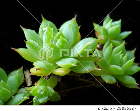 Cactus desert plant. Cactus desert plant. 29856537