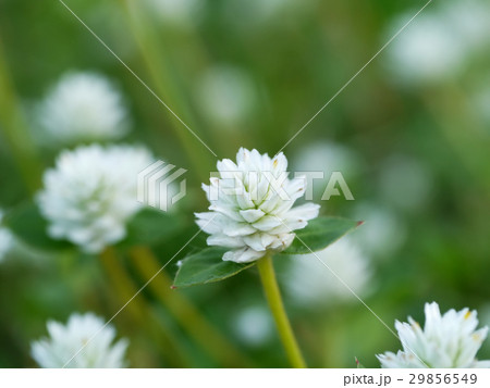 white wildflower grass. 29856549