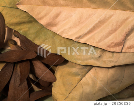 Brown fallen leaves laying on the ground. 29856859