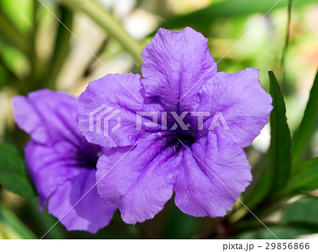 Purple flowers bloom in the morning. Purple flowers bloom in the morning. 29856866