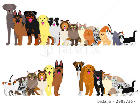 身長順に並んだ犬と猫のボーダー 29857257