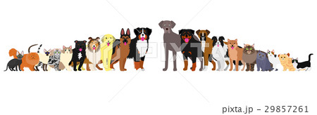 身長順に並んだ犬と猫のボーダーのイラスト素材