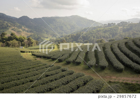 THAILAND CHIANG RAI MAE SALONG TEA PLANTATION 29857672
