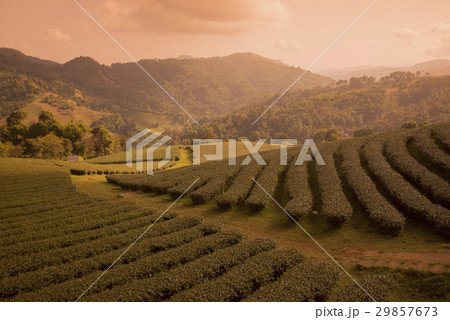 THAILAND CHIANG RAI MAE SALONG TEA PLANTATION THAILAND CHIANG RAI MAE SALONG TEA PLANTATION 29857673