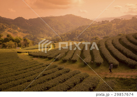 THAILAND CHIANG RAI MAE SALONG TEA PLANTATION THAILAND CHIANG RAI MAE SALONG TEA PLANTATION 29857674