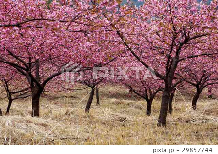 南阿蘇村に寄贈され見ごろを迎えた河津桜 南阿蘇村に寄贈され見ごろを迎えた河津桜 29857744